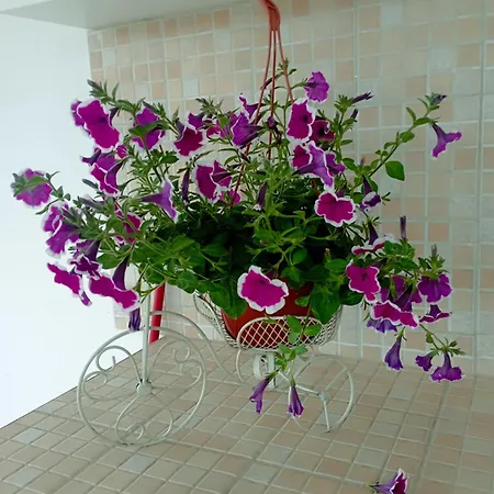 Apartment Casa Bluchic Gioisia